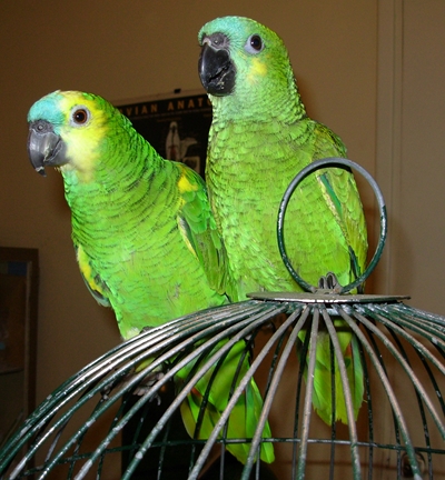Amazona aestiva