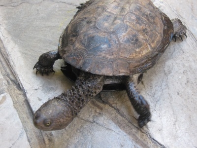 Tortuga de canaleta (Acanthochelys spixii)