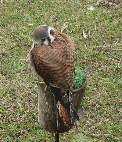 Cernícalo/halconcito colorado