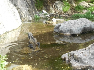 Dragones de agua