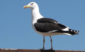 Gaviota