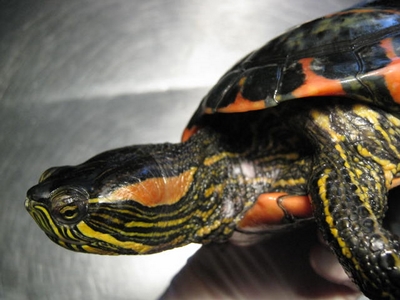 Morrocoyo o tigre de agua (Trachemys dorbignii)