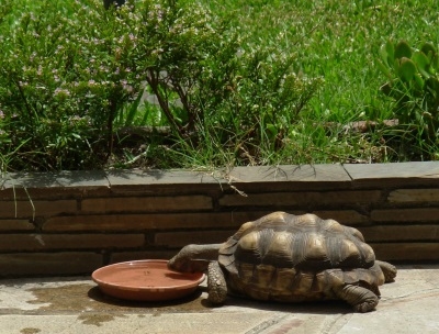 Tortugas de tierra